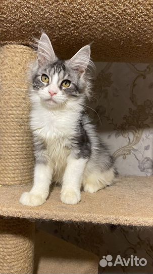 Миленькая девочка мейн-кун