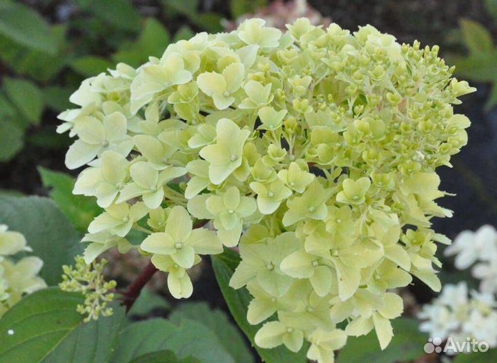 Гортензия метельчатая Диамантино (предзаказ)