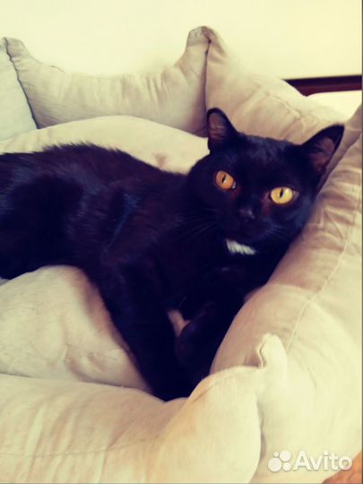 Жак в поисках своего человечка или семьи)