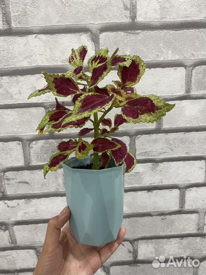 Колеус с горшком