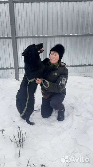 Собаки бесплатно