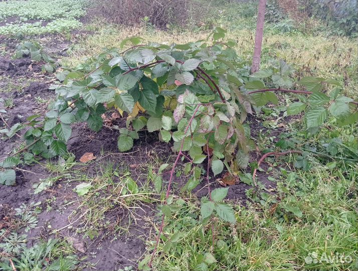 Саженцы ежевики