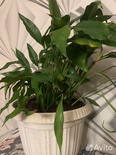 Спатифиллум Свит Лауретта