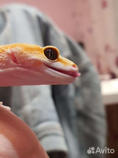 Эублефар геккон