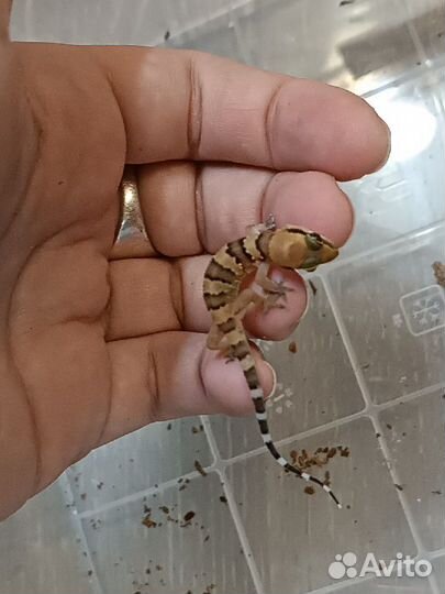 Геккон Triedrus