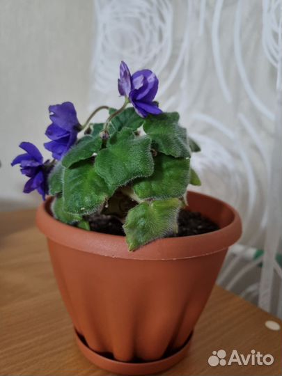 Фиалка обмен