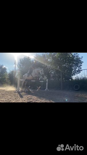 Аренда лошади