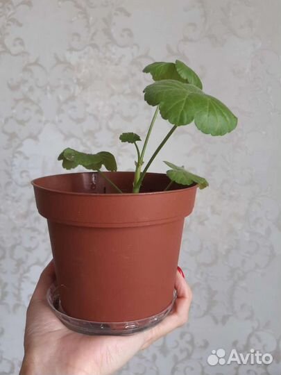 Комнатный цветок растения