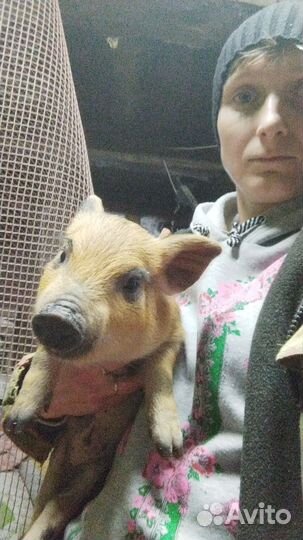 Поросята Кармалы