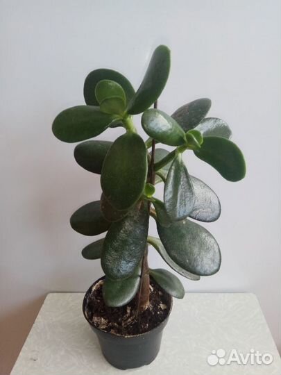 Монстера, денежное дерево, фаленопсис, драцена