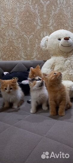 Кошка в дар бесплатно