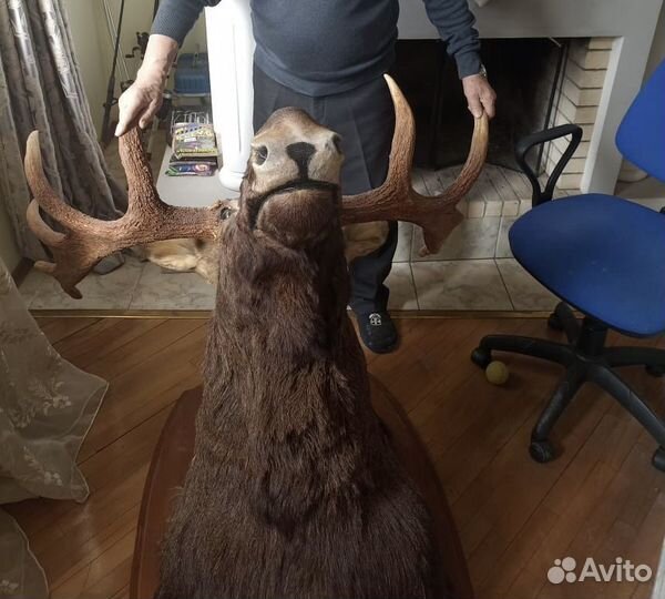 Чучело головы лося