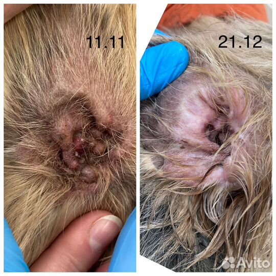 Ветеринарный врач-дерматолог