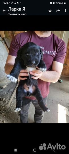 Отдам в добрые руки щенка