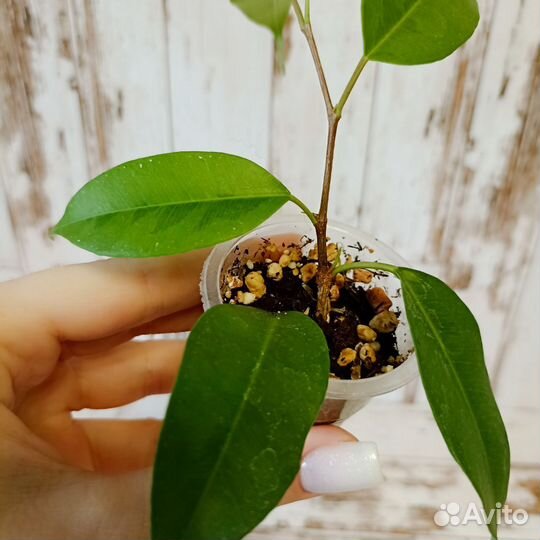 Фикусы бенджамина