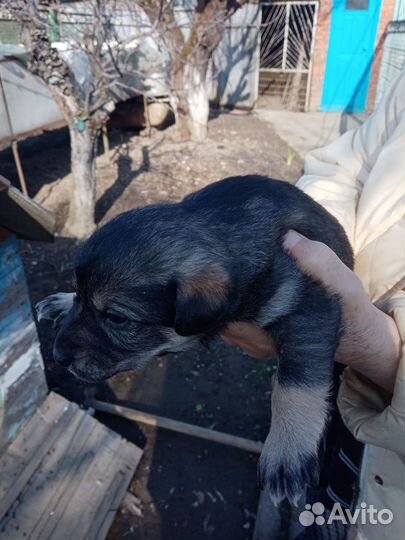 Щенки в хорошие руки