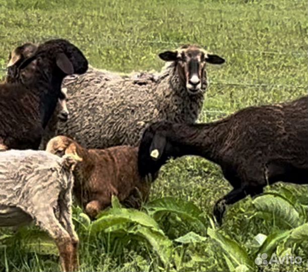 Овцы и корова