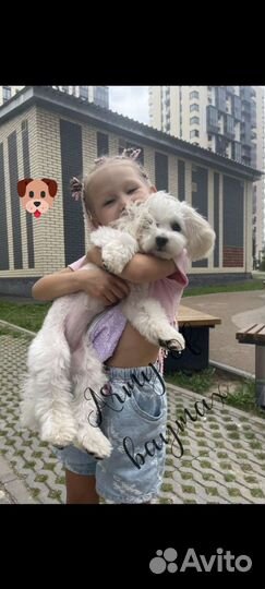 Мальтипу щенки