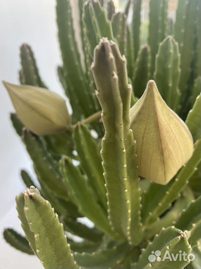 Комнатный цветы Стапелия