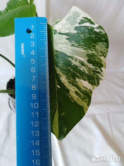 Монстера Альба