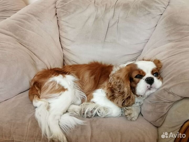 Кавалер кинг Чарльз парнишка