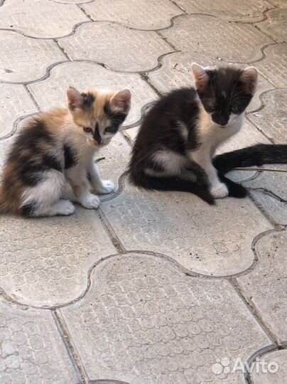 Котятки в добрые руки