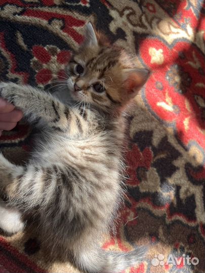 Отдам котят в добрые и любящие руки и сердца