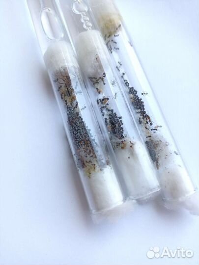 Муравьи жнецы Messor structor