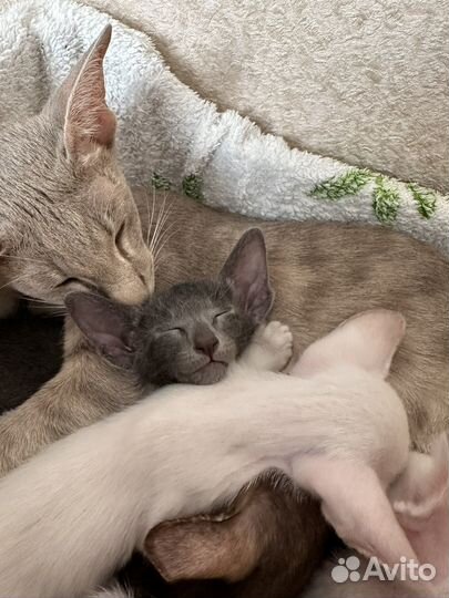 Ориентальные котята