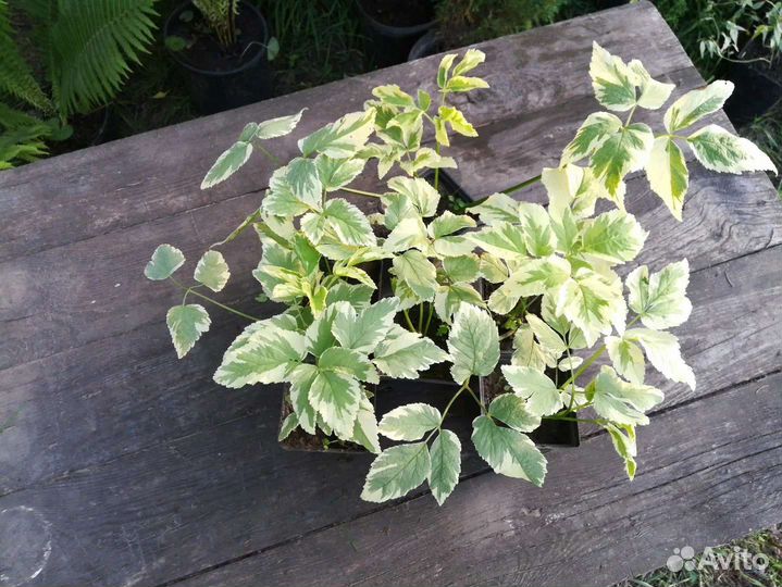 Сныть пестролистная, саженцы