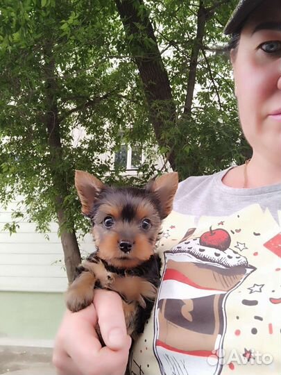 Йоркширские терьеры. доставка из Челябинска