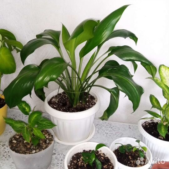 Комнатные растения цветы