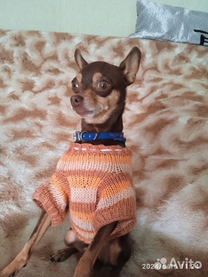 Мини той-терьер