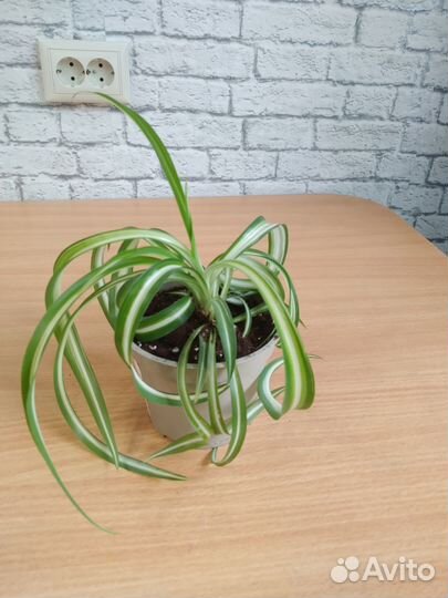 Хлорофитум хохлатый