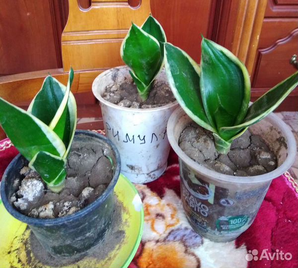 Сансевиерия