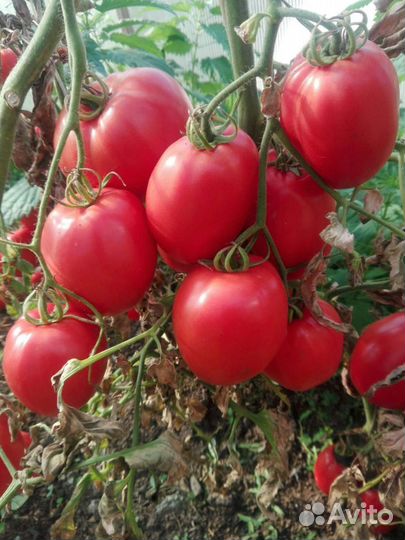 Семена томатов