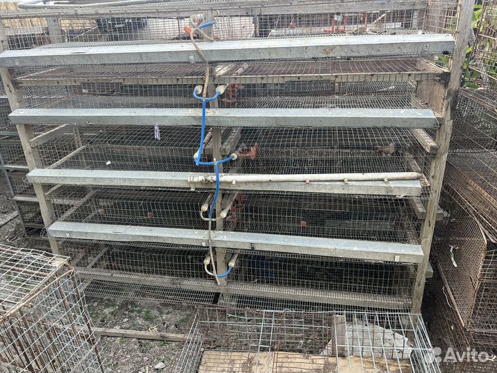 Сетка для перепелов