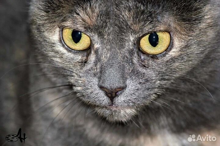 Ищем дом кошечке Мурке