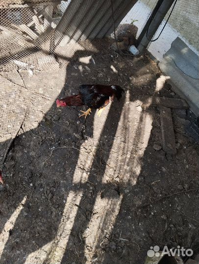 Бойцовые петухи, фазаны, дикие утки