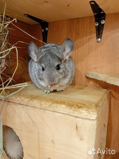 Шиншиллы из домашнего питомника