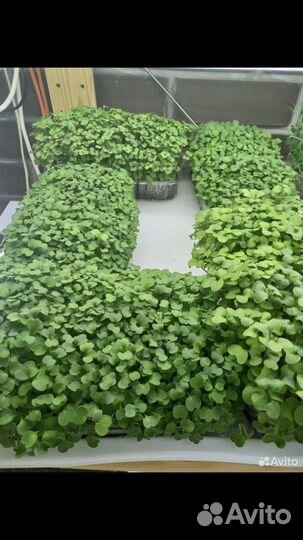 Микрозелень