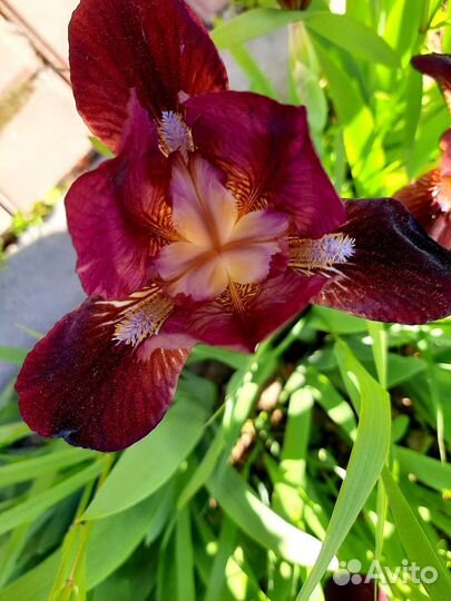 Ирис карликовый,хризантемка