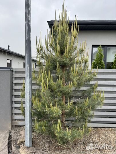 Сосна обыкновенная