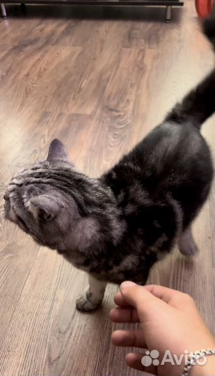 Британский кот