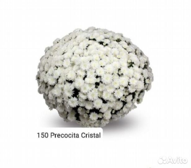 Хризантемы мультифлора