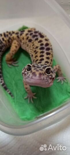 Передержка рептилий