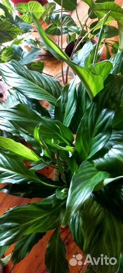 Растения комнатные цветы