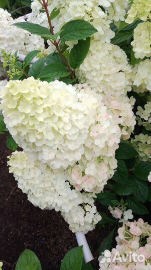 Гортензия метельчатая