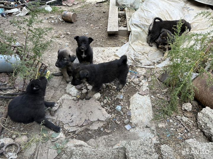 Щенки