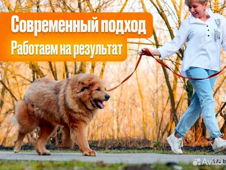 Дрессировка собак всех пород. Курс воспитания